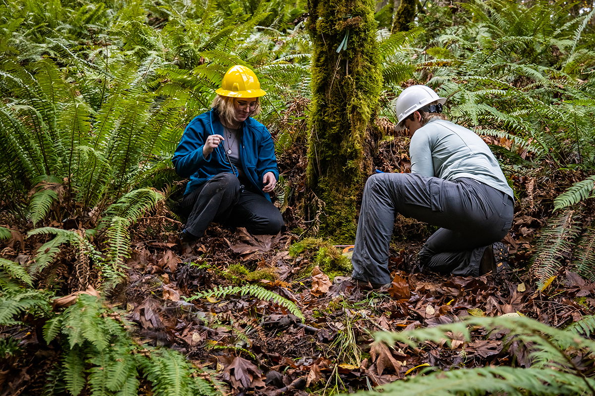 Two students working in yellow hard hats on a tree at Willamette at Zena